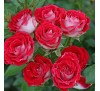 Роза руби стар (Ruby Star)